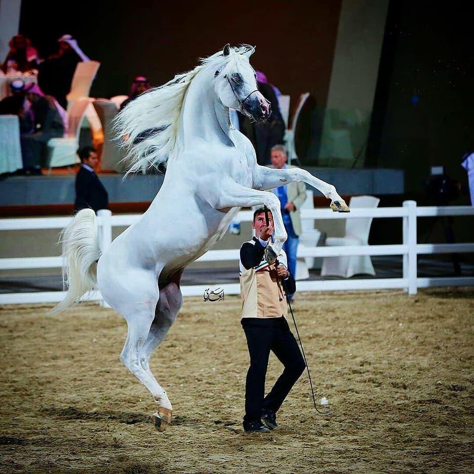 مربط الخطيب يستعد للمشاركة في بطولة الخالدية الدولية لجمال الخيول العربية