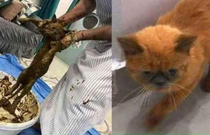 ما هي حقيقة اردني بصبغ القطط بـ"الحناء" قبل بيعها في ايطاليا..؟!