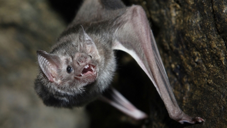 هل كانت عضة خفاش سبب ظهور كورونا؟.. علماء يكشفون السر