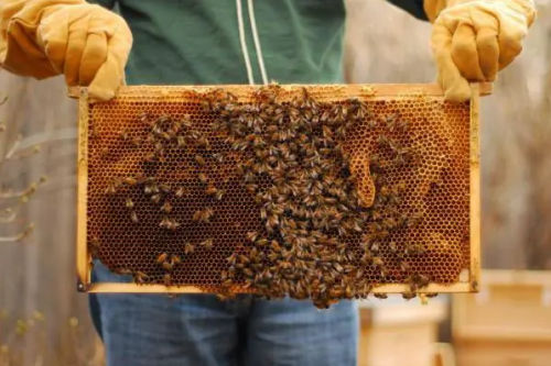 الحبس لعامل مزرعة قتل 1.5 مليون نحلة في جامعة خاصة انتقاما لطرده من العمل